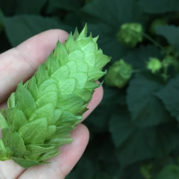 Hops Flower Sea Salt